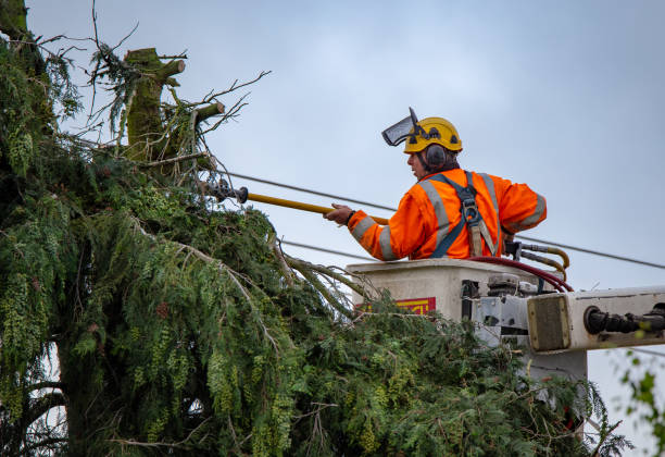 Tree and Shrub Care in Unionville, MO