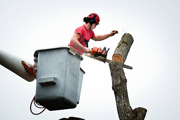 Best Tree Cabling and Bracing  in Unionville, MO