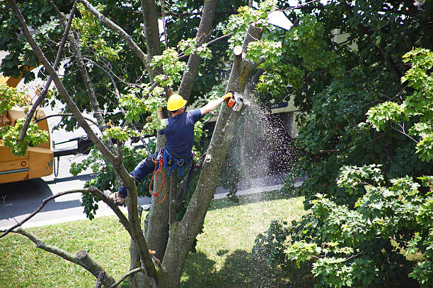 Best Emergency Tree Removal  in Unionville, MO