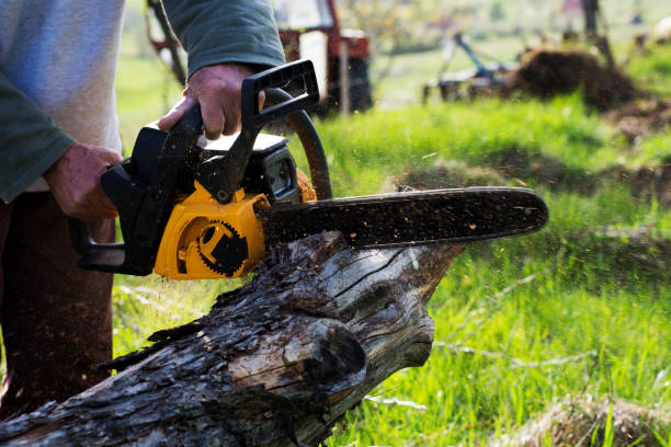 How Our Tree Care Process Works  in  Unionville, MO
