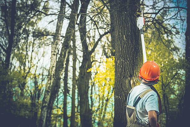 Best Tree Risk Assessment  in Unionville, MO
