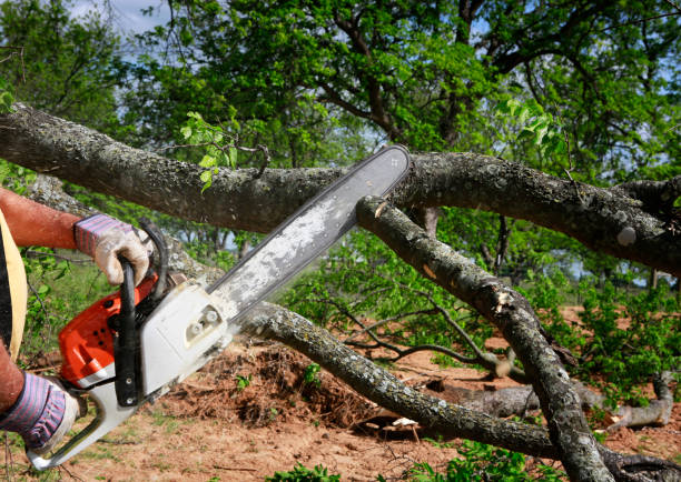 Best Tree Mulching  in Unionville, MO